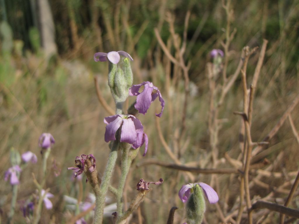 matthiola da identificare